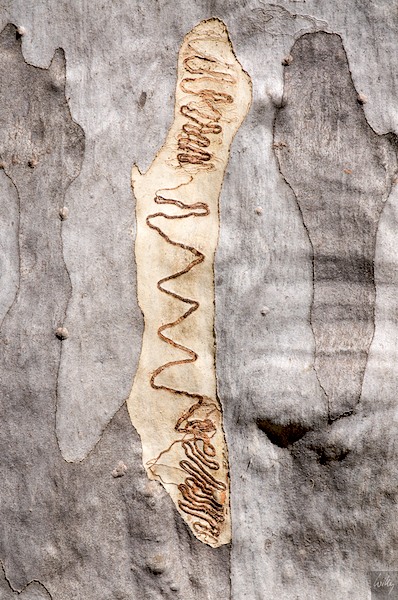 AustraliaEast 10  084